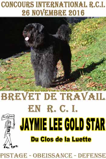 JAYMIE LEE GOLD STAR du Clos de la Luette © Elevage spécialisé pour le bouvier des Flandres